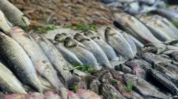 أسعار الأسماك والمأكولات البحرية في سوق العبور اليوم.. انخفاض البلطي