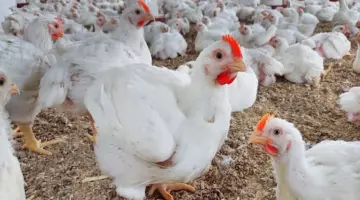 ارتفاع أسعار الدواجن وانخفاض البيض اليوم الأربعاء بالأسواق (موقع رسمي)