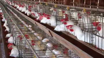 انخفاض أسعار الدواجن والبيض اليوم الأحد بالأسواق (موقع رسمي)