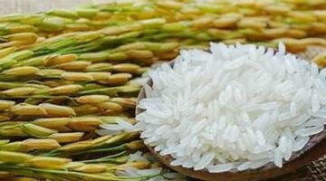 انخفضت أسعار تصدير الأرز الخام بشكل طفيف، وكان التداول في سوق الأرز بطيئاً في 26 مايو.