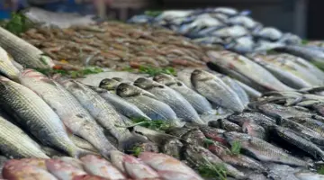 أسعار الأسماك والمأكولات البحرية في سوق العبور اليوم.. ارتفاع البلطي