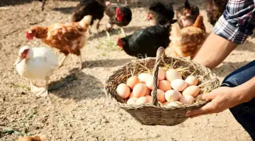 انخفاض أسعار الدواجن وارتفاع البيض اليوم الثلاثاء بالأسواق (موقع رسمي)