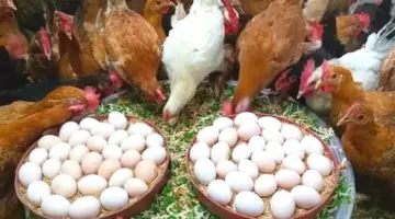 انخفاض أسعار الدواجن وارتفاع البيض اليوم الأربعاء بالأسواق (موقع رسمي)