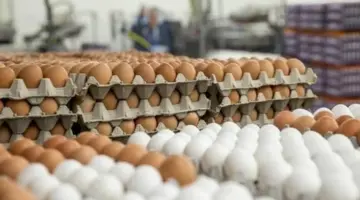 تراجع إلى 55 جنيها.. انخفاض كبير في أسعار كرتونة البيض بالمزارع