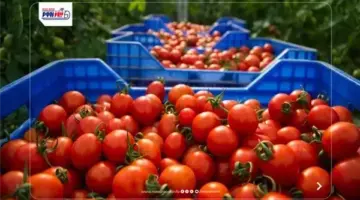 سعر الطماطم اليوم الثلاثاء 2 يونيو في سوق العبور.. أسعار الخضروات الآن