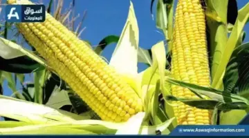 هبوط في سعر طن الذرة الصفراء اليوم الثلاثاء.. الأردب عند التاجر بكام | أسعار السلع