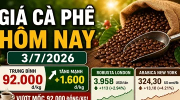 أسعار البن اليوم، 3 يوليو: ارتفاع حاد إلى 92,000 دونغ فيتنامي/كجم