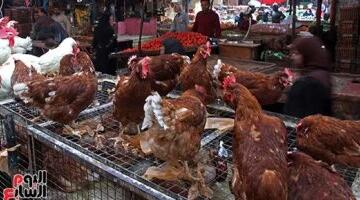 أسعار الدواجن بمحافظة الأقصر اليوم الأربعاء.. الفراخ البيضاء بـ79 جنيها