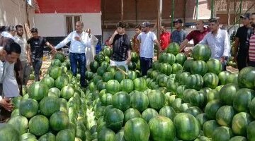 تذبذب أسعار الفاكهة في أسواق كفر الشيخ وتراجع قيمة البطيخ محلياً