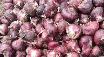 تراجع أسعار البصل في أسواق كفر الشيخ اليوم وسط وفرة المعروض الزراعي