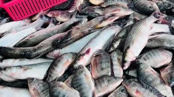 تراجع مفاجئ في أسعار الدواجن داخل أسواق سوهاج واستقرار سعر سمك البلطي