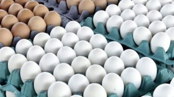 تراجع ملحوظ في أسعار كرتونة البيض بالأسواق المصرية خلال تعاملات الجمعة