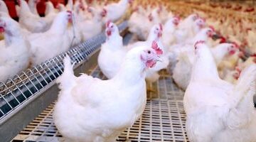 تغيرات جديدة تطرأ على أسعار الدواجن البيضاء في أسواق محافظة المنوفية اليوم