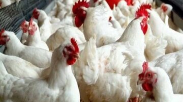 تغيرات جديدة في أسعار الدواجن البيضاء بالأسواق المصرية خلال تعاملات اليوم الأربعاء