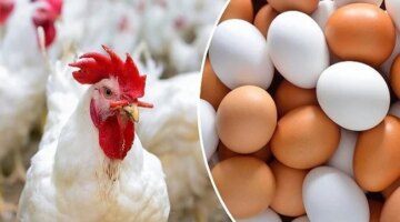 تغيرات جديدة في أسعار الدواجن وكرتونة البيض داخل الأسواق المحلية اليوم