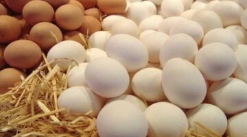 تغيرات جديدة في أسعار كرتونة البيض داخل الأسواق المصرية للمستهلك اليوم
