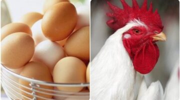 تغيرات جديدة في بورصة الدواجن والأسواق المحلية خلال تعاملات اليوم السبت