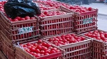 تغيرات مفاجئة في أسعار الخضروات داخل أسواق محافظة القليوبية اليوم الإثنين