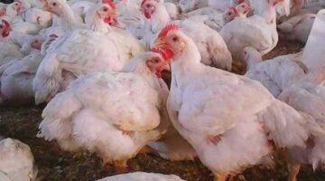تغيرات ملحوظة في أسعار الدواجن البيضاء بالأسواق المحلية خلال تعاملات منتصف الأسبوع