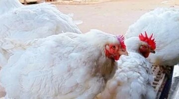 تغيرات ملحوظة في أسعار الفراخ البيضاء بأسواق محافظة المنوفية اليوم الجمعة