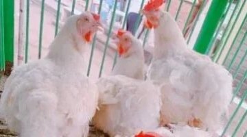 تغيرات ملحوظة في أسعار الفراخ البيضاء داخل أسواق محافظة المنوفية اليوم