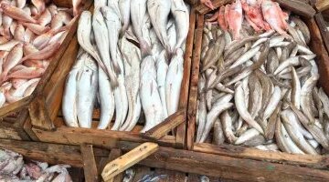 تقلبات أسعار الأسماك في أسواق القليوبية اليوم الأحد وسط تفاوت ملحوظ بالأسواق