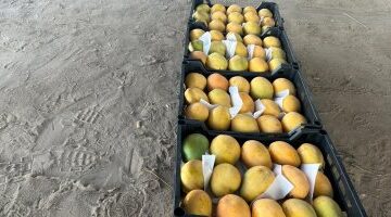 تقلبات أسعار الفاكهة في أسواق الأقصر مع بدء طرح محصول المانجو الجديد