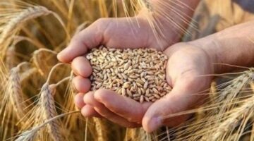 تقلبات جديدة تسيطر على أسعار توريد طن الأرز الشعير في الأسواق المحلية
