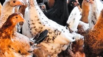 تقلبات مفاجئة في أسعار الدواجن داخل أسواق محافظة الأقصر اليوم السبت