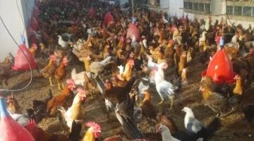 حالة استقرار تسيطر على أسعار الدواجن داخل الأسواق المحلية بمحافظة الأقصر اليوم