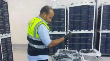 خلال الإجازة.. ”سلامة الغذاء” تواصل فحص الشحنات الغذائية المعدة للتصدير | اقتصاد