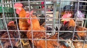 مؤشرات استقرار أسعار الدواجن في أسواق الإسكندرية خلال تعاملات اليوم