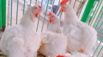 مفاجأة في بورصة الدواجن بكفر الشيخ مع استقرار أسعار الفراخ اليوم الثلاثاء