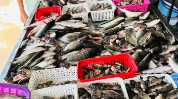 تفاوت ملحوظ في أسعار الأسماك داخل أسواق الوادي الجديد اليوم الجمعة