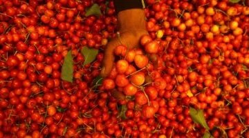 تغيرات مفاجئة في أسعار الخضراوات والفاكهة بأسواق كفر الشيخ اليوم السبت