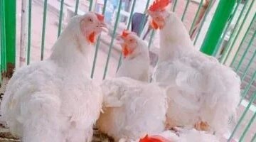 تغيرات جديدة في أسعار الفراخ البيضاء بأسواق محافظة المنوفية اليوم الأحد