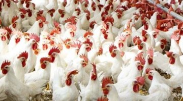 تغيرات جديدة في بورصة الدواجن والبيض تؤثر على ميزانية الأسرة المصرية اليوم