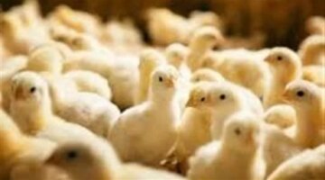 تغيرات جديدة تضرب أسعار الكتاكيت البيضاء في بورصة الدواجن اليوم الإثنين