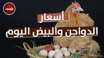 تغيرات جديدة تلاحق أسعار الدواجن والبيض في الأسواق المحلية خلال تعاملات اليوم