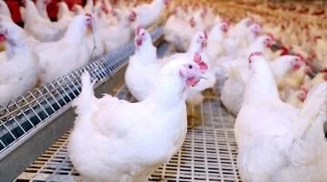تغيرات جديدة في أسعار الدواجن داخل أسواق محافظة الغربية اليوم السبت