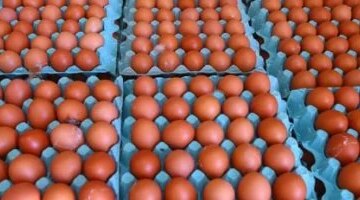 تغيرات ملحوظة في أسعار كرتونة البيض داخل أسواق محافظة كفر الشيخ اليوم