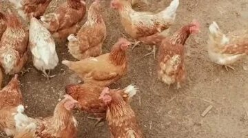 تغيرات ملحوظة في بورصة أسعار الدواجن البيضاء بأسواق محافظة المنوفية اليوم