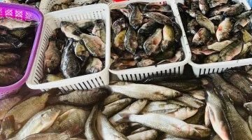 تفاوت أسعار الأسماك في أسواق كفر الشيخ وتراجع سعر كيلو المرجان بـ80 جنيهاً