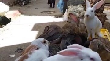 تفاوت ملحوظ في أسعار الدواجن والأرانب بأسواق كفر الشيخ اليوم