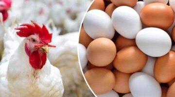 تقلبات أسعار الفراخ البيضاء في الأسواق ومستجدات بورصة الدواجن للمستهلك اليوم