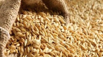 تقلبات مفاجئة في أسعار توريد الأرز الشعير داخل الأسواق المحلية المصرية اليوم