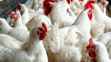 تغيرات جديدة في أسعار الدواجن داخل الأسواق المصرية خلال تعاملات اليوم الأحد
