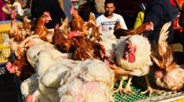تقلبات أسعار الدواجن في أسواق الأقصر وسط تباين تكلفة الفراخ البلدي اليوم